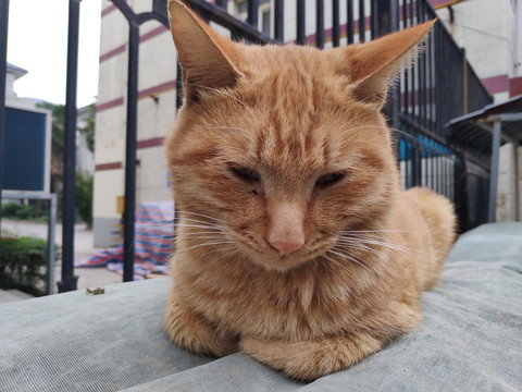 猫咪