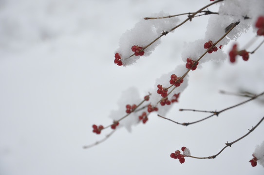 枝头雪