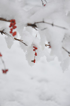 雪中忍冬