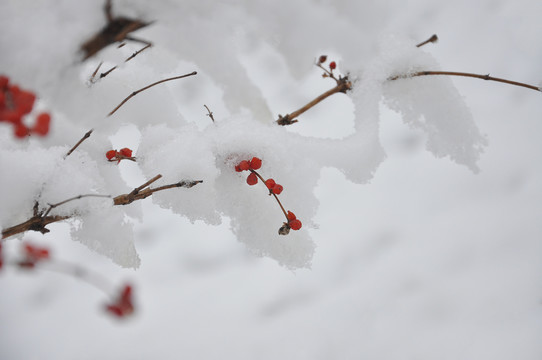 雪中金银木果实