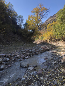 胡杨山溪