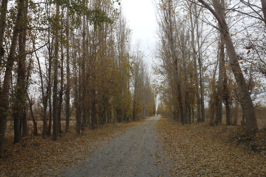 有杨林的公路