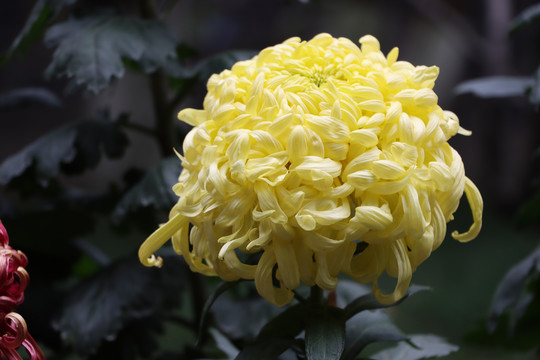 菊花