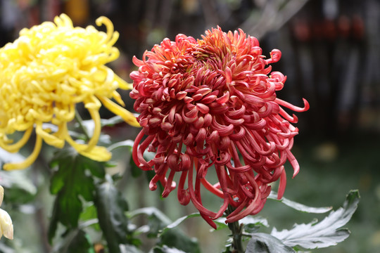 菊花展