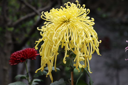 菊花展