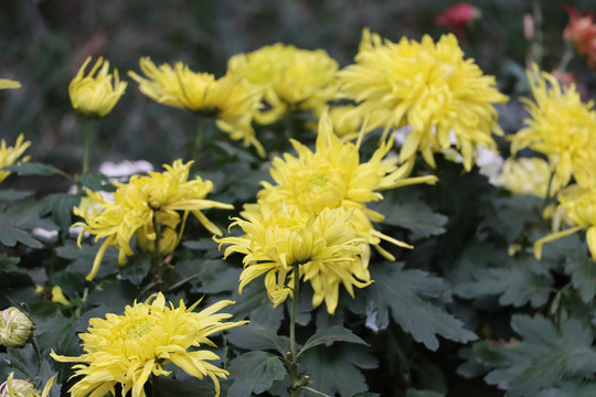 菊花