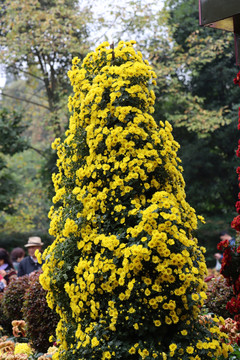 菊花