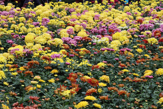 菊花