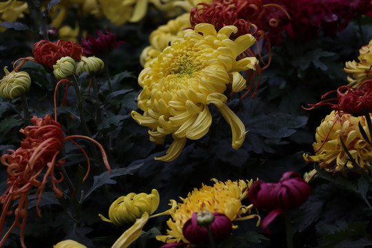 菊花