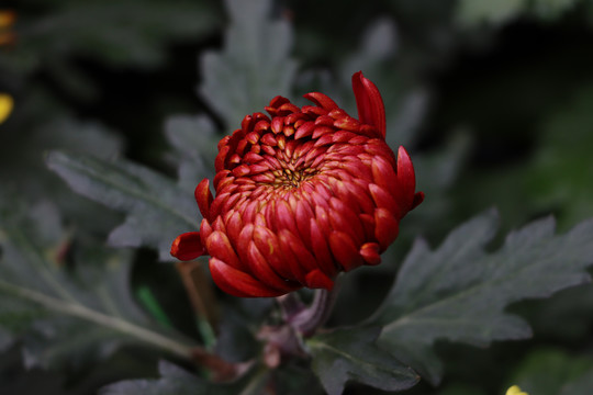 菊花