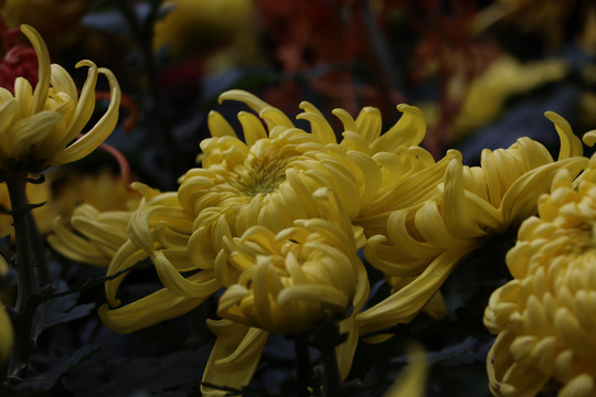 菊花