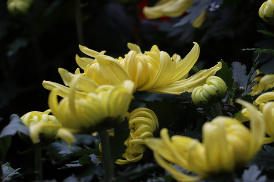 菊花