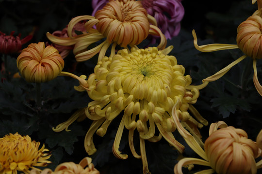菊花
