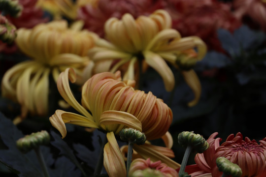 菊花