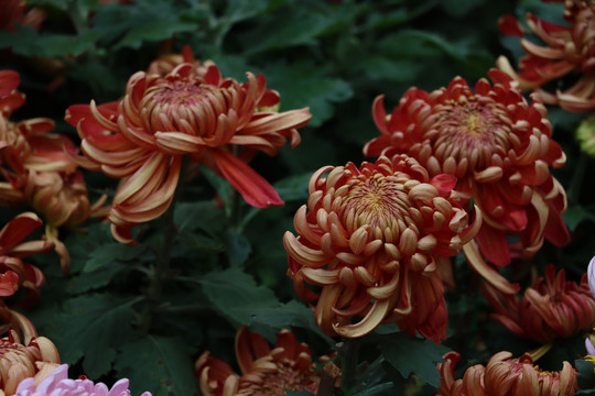 菊花