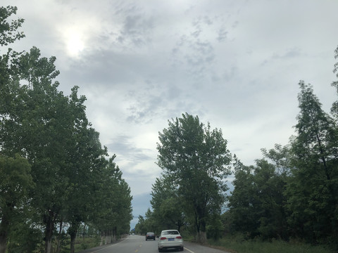 国道风光道路树木