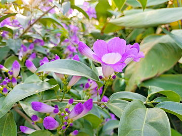 蒜香藤 紫花 紫色花 花朵