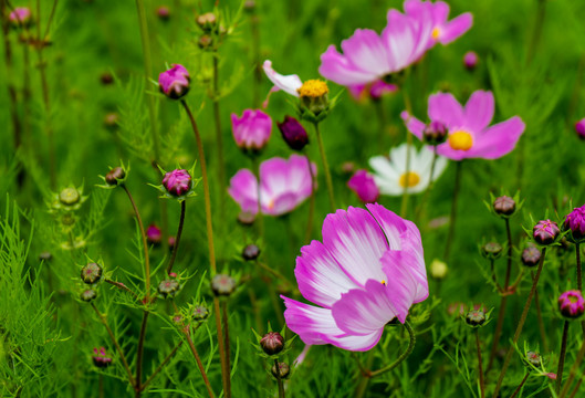 格桑花