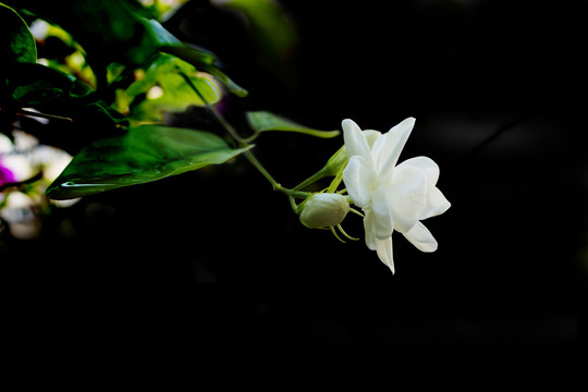 茉莉花