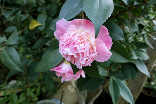 茶花