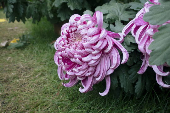 菊花