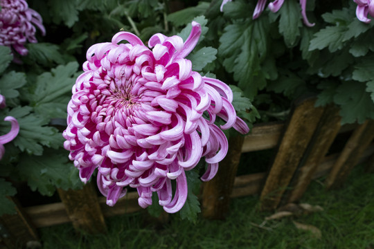 菊花