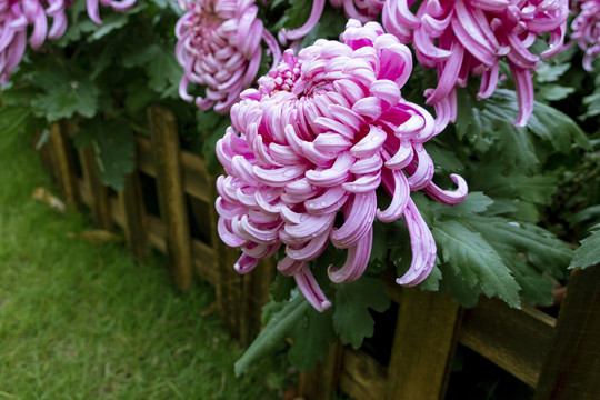 菊花