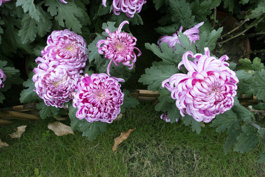 菊花