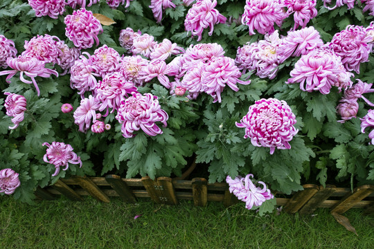 菊花