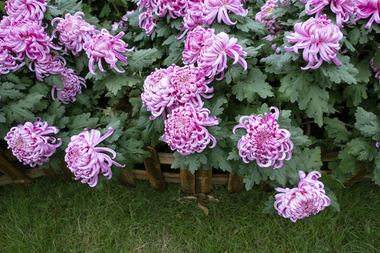 菊花
