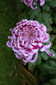 菊花