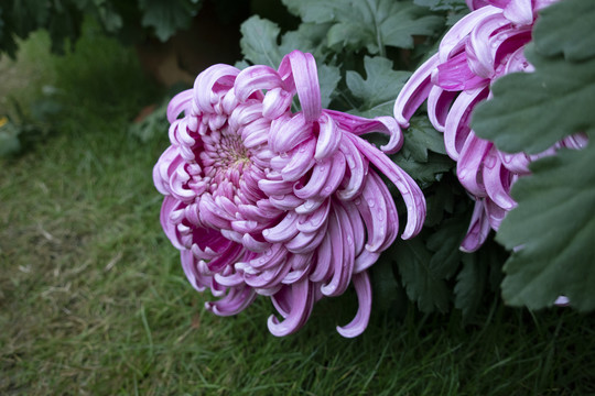 菊花