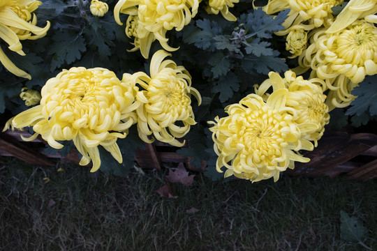 菊花