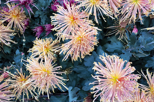菊花