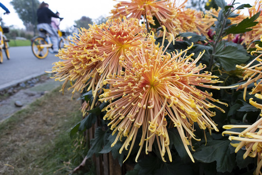 菊花