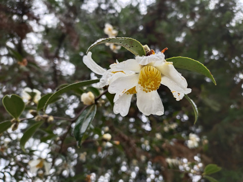 山茶花