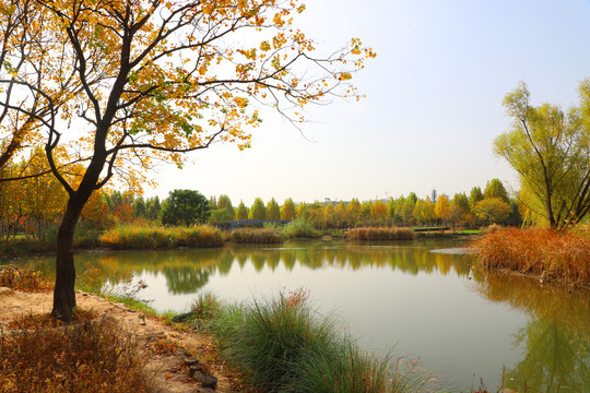 湖边秋景