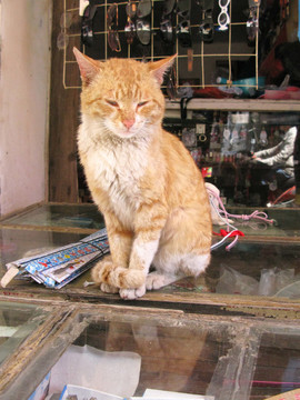 老商铺柜台上的橘猫