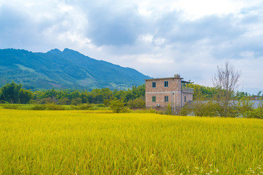 乡村稻田