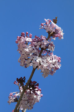 丁香花