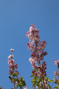 丁香花