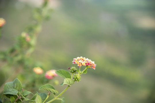 五色花清新背景