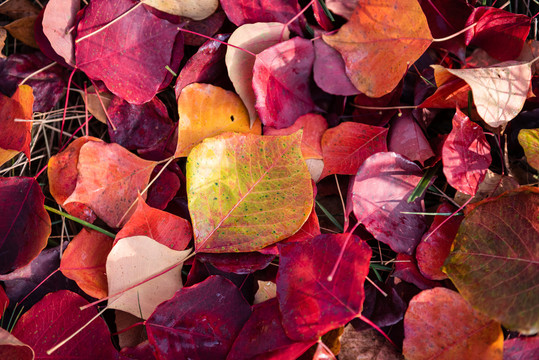 秋天的红叶背景素材