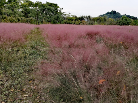 粉黛乱子草