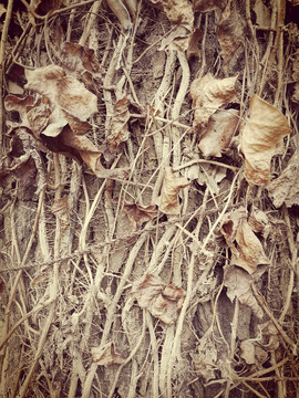 秋天枯萎凋零的藤蔓