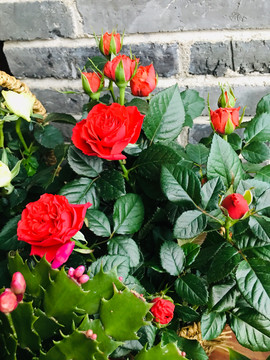 月季花