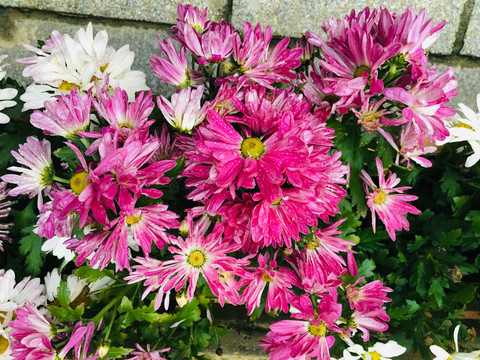 菊花