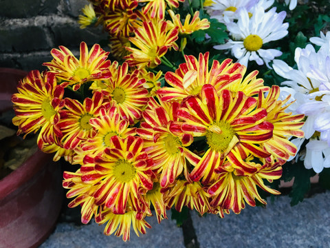 菊花