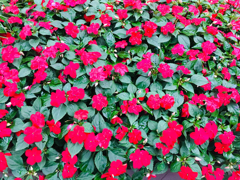 鲜花背景墙