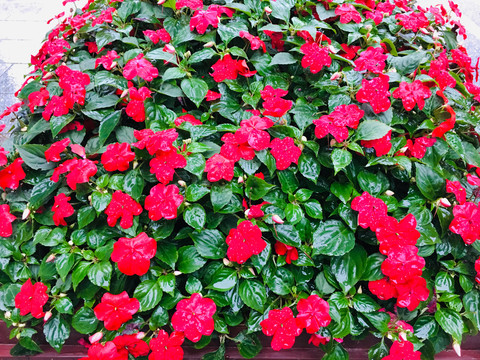 鲜花背景墙